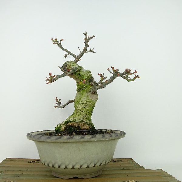 盆栽 紅葉 獅子頭 樹高 約20cm もみじ Acer palmatum モミジ シシガシラ カエデ科 落葉樹 観賞用 小品 t1204368048