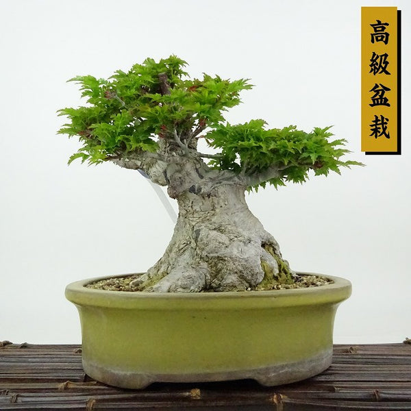 盆栽 紅葉 獅子頭 樹高 23cm もみじ 高級盆栽 Acer palmatum モミジ シシガシラ カエデ科 落葉樹 観賞用 l1204371489