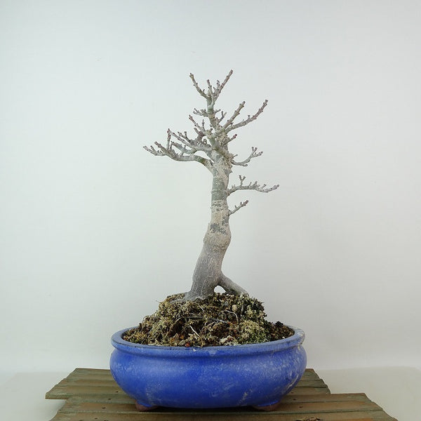 盆栽 紅葉 獅子頭 樹高 約27cm もみじ Acer palmatum モミジ シシガシラ カエデ科 落葉樹 観賞用 o1204386296