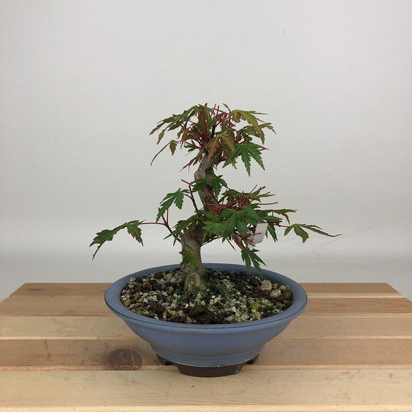 盆栽 紅葉 樹高 約15cm もみじ Acer palmatum モミジ カエデ科 落葉樹 観賞用 小品 k1204372485