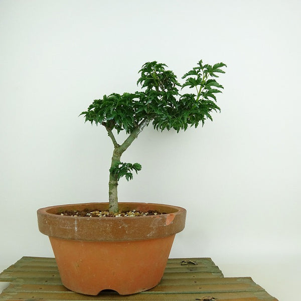 盆栽 紅葉 獅子頭 樹高 21cm もみじ Acer palmatum モミジ シシガシラ カエデ科 落葉樹 観賞用 j1204386454