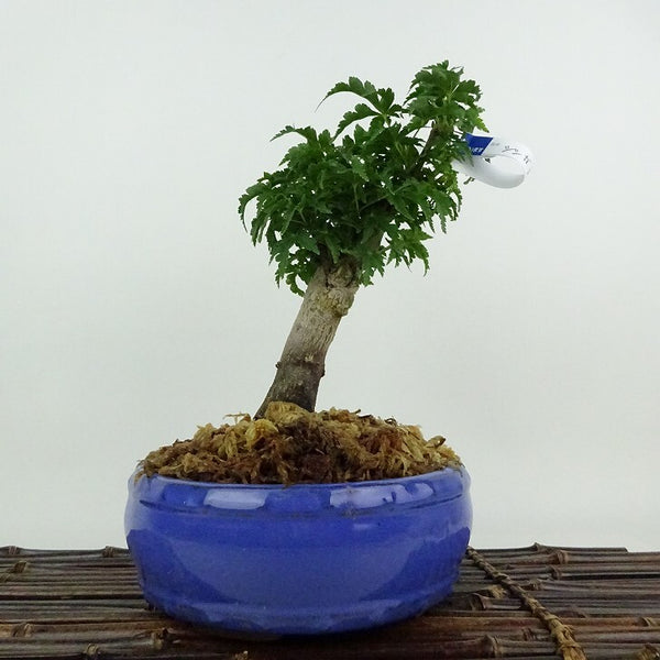 盆栽 紅葉 獅子頭 樹高 約21cm もみじ Acer palmatum モミジ シシガシラ カエデ科 落葉樹 鑑賞用 観賞用 v1204402435