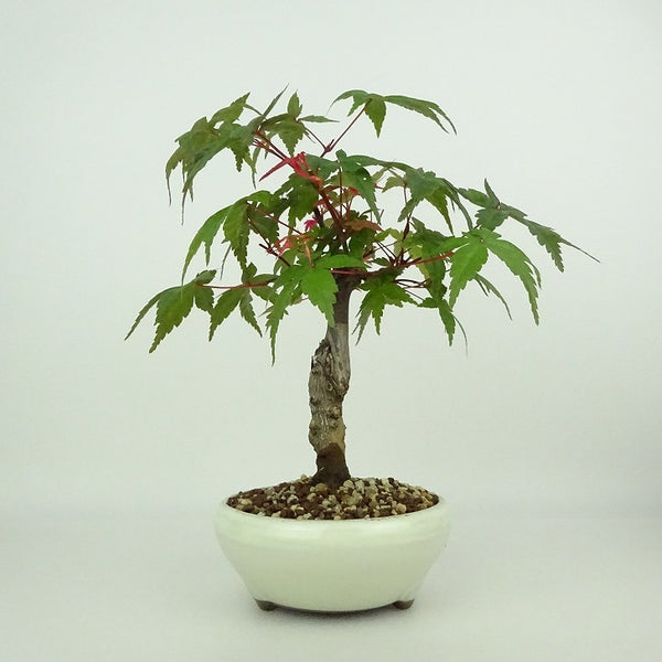 盆栽 紅葉 出猩々 樹高 約18～19cm もみじ Acer palmatum モミジ カエデ科 落葉樹 観賞用 小品 数量物 セレクト r1204368671