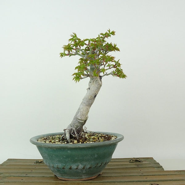 盆栽 紅葉 獅子頭 樹高 約16cm もみじ Acer palmatum モミジ シシガシラ カエデ科 落葉樹 観賞用 小品 s1204378388