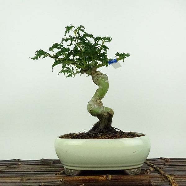 盆栽 紅葉 獅子頭 樹高 約18cm もみじ Acer palmatum モミジ カエデ科 落葉樹 鑑賞用 観賞用 小品 f1204379803