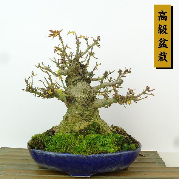 盆栽 紅葉 琴姫 樹高 約18cm もみじ 高級盆栽 Acer palmatum モミジ カエデ科 落葉樹 観賞用 小品 1204369058
