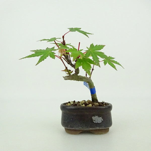 盆栽 紅葉 ミニ盆栽 樹高 約8cm もみじ Acer palmatum モミジ カエデ科 落葉樹 観賞用 小品 x1204374121