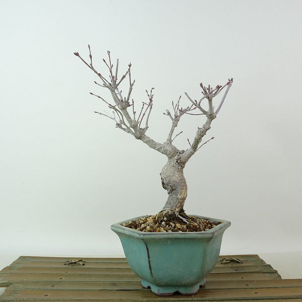 盆栽 紅葉 樹高 約17cm もみじ Acer palmatum モミジ カエデ科 落葉樹 観賞用 小品 s1204385102