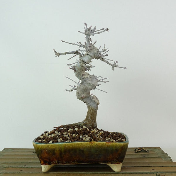 盆栽 紅葉 樹高 約17cm もみじ Acer palmatum モミジ カエデ科 落葉樹 観賞用 小品 e1204381653