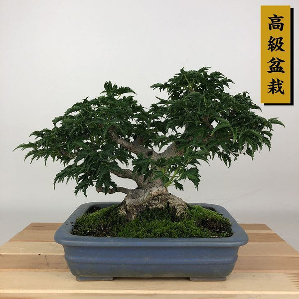 盆栽 紅葉 獅子頭 樹高 約19cm もみじ 高級盆栽 Acer palmatum モミジ シシガシラ カエデ科 落葉樹 観賞用 小品 b1204381779