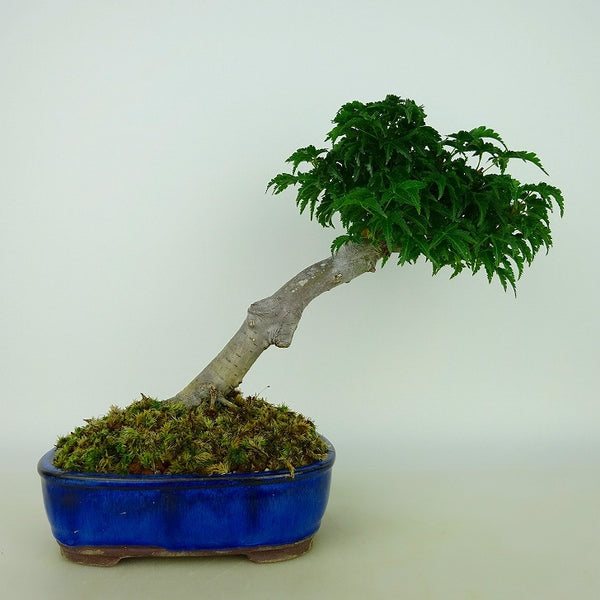 盆栽 紅葉 獅子頭 樹高 約18cm～20cm もみじ Acer palmatum モミジ カエデ科 落葉樹 観賞用 小品 数量物 セレクト e1204381258