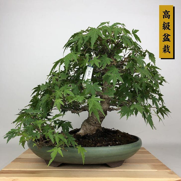 盆栽 紅葉 樹高 約28cm もみじ 高級盆栽 Acer palmatum モミジ カエデ科 落葉樹 鑑賞用 観賞用 m1204376754