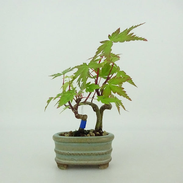 盆栽 紅葉 ミニ盆栽 樹高 約9cm もみじ Acer palmatum モミジ カエデ科 落葉樹 観賞用 小品 n1204374267