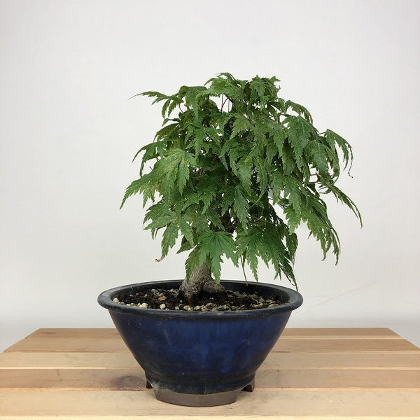 盆栽 紅葉 樹高 約17cm もみじ Acer palmatum モミジ カエデ科 落葉樹 鑑賞用 観賞用 小品 j1204381072