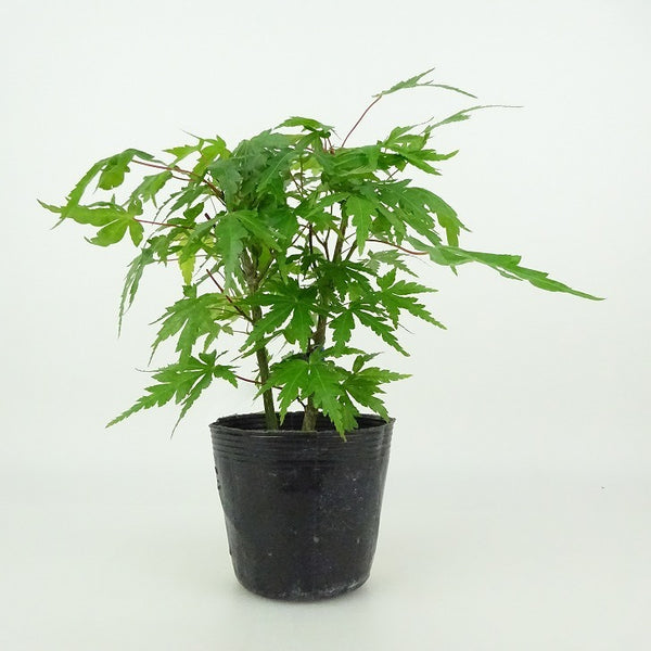 盆栽 紅葉 樹高 約10～12cm もみじ Acer palmatum モミジ カエデ科 落葉樹 観賞用 小品 数量物 セレクト t1204376010