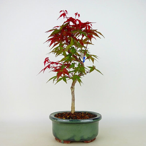 盆栽 紅葉 出猩々 樹高 約24cm～26cm もみじ Acer palmatum モミジ カエデ科 落葉樹 観賞用 数量物 セレクト s1204378693
