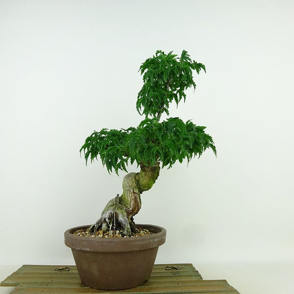 盆栽 紅葉 獅子頭 樹高 約26cm もみじ Acer palmatum モミジ シシガシラ カエデ科 落葉樹 観賞用 q1204382650