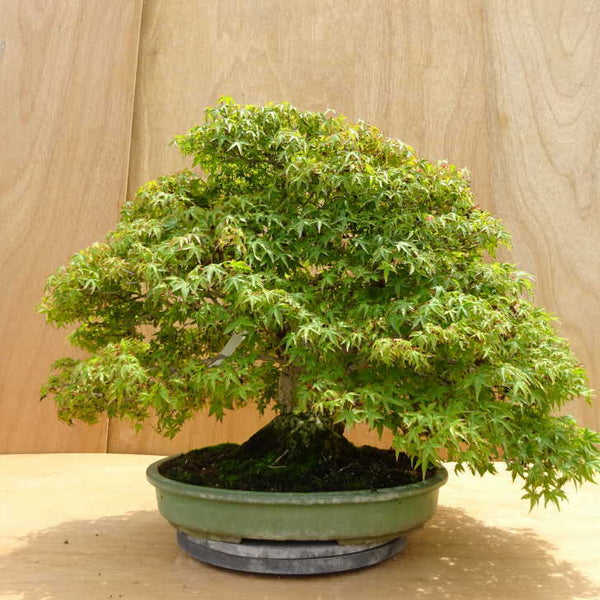 盆栽 紅葉 樹高 約45cm もみじ Acer palmatum モミジ カエデ科 落葉樹 観賞用 中型 t1204371775