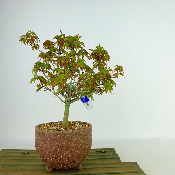 盆栽 紅葉 清姫 樹高 16cm～18cm もみじ Acer palmatum モミジ カエデ科 落葉樹 観賞用 小品 数量物 セレクト w1204371381