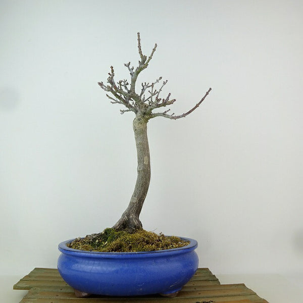 盆栽 紅葉 獅子頭 樹高 約29cm もみじ Acer palmatum モミジ シシガシラ カエデ科 落葉樹 観賞用 q1204378166