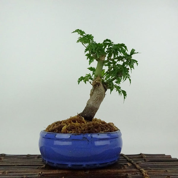 盆栽 紅葉 獅子頭 樹高 約18cm もみじ Acer palmatum モミジ シシガシラ カエデ科 落葉樹 鑑賞用 観賞用 小品 v1204403476