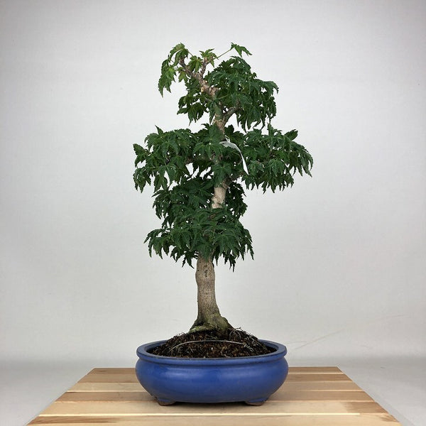 盆栽 紅葉 獅子頭 樹高 41cm もみじ Acer palmatum モミジ シシガシラ カエデ科 落葉樹 鑑賞用 観賞用 u1204393315