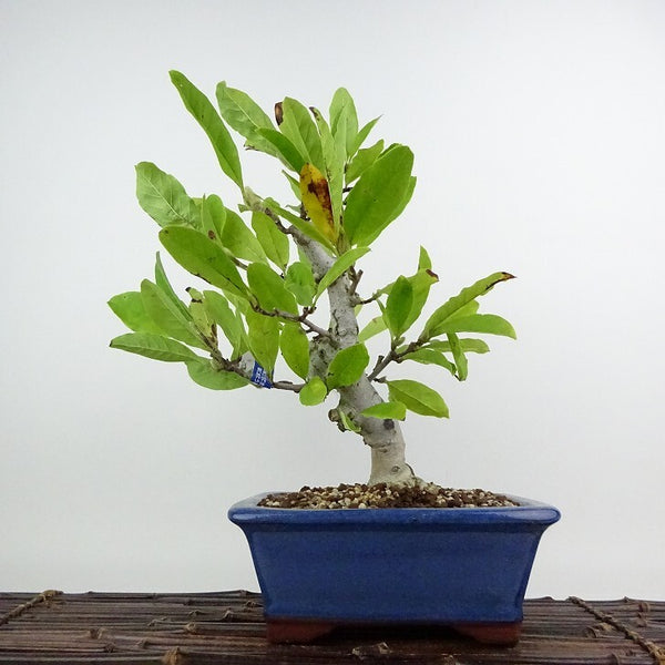 盆栽 姫こぶし 樹高 約30cm ひめこぶし Magnolia tomentosa ヒメコブシ モクレン科 モクレン属 落葉樹 鑑賞用 観賞用 q1204425262