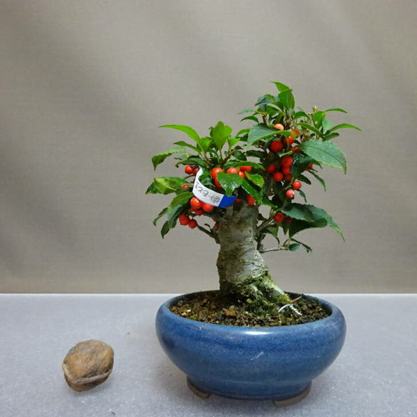 盆栽 梅擬 樹高 約13cm うめもどき Ilex serrata ウメモドキ モチノキ科 落葉樹 鑑賞用 観賞用 小品 q1204428216