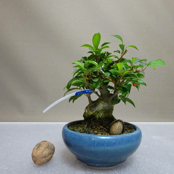 盆栽 梅擬 樹高 約11cm うめもどき Ilex serrata ウメモドキ モチノキ科 落葉樹 鑑賞用 観賞用 小品 d1204436370