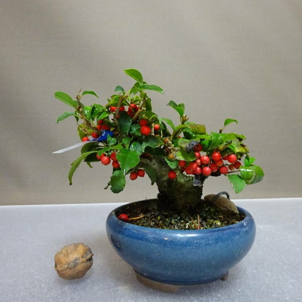 盆栽 梅擬 樹高 約9cm うめもどき Ilex serrata ウメモドキ モチノキ科 落葉樹 鑑賞用 観賞用 小品 o1204436533