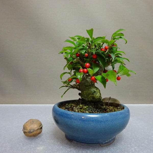 盆栽 梅擬 樹高 約9.5cm うめもどき Ilex serrata ウメモドキ モチノキ科 落葉樹 鑑賞用 観賞用 小品 n1204422812