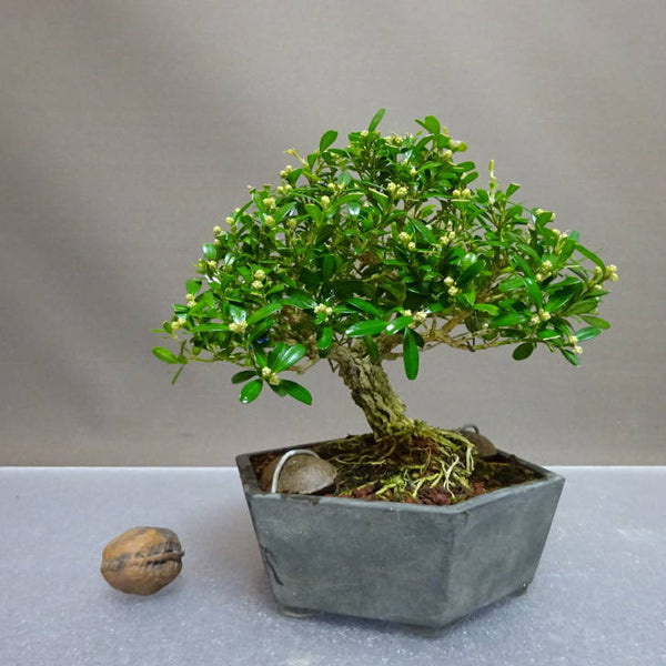 盆栽 台湾黄楊 樹高 約12cm たいわんつげ タイワンツゲ 柘植 ツゲ科 常緑樹 鑑賞用 観賞用 小品 l1204426924