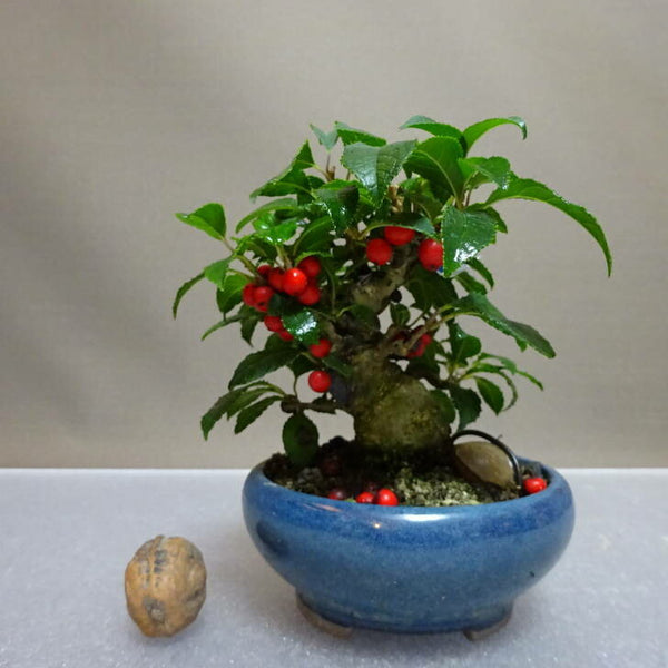 盆栽 梅擬 樹高 約10cm うめもどき Ilex serrata ウメモドキ モチノキ科 落葉樹 鑑賞用 観賞用 小品 x1204422829
