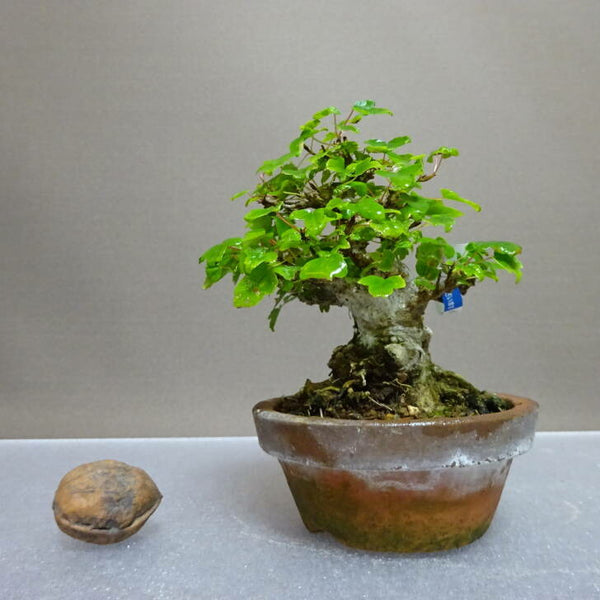 盆栽 楓 樹高 約10cm かえで Acer カエデ 紅葉 カエデ科 落葉樹 鑑賞用 観賞用 小品 d1204438370