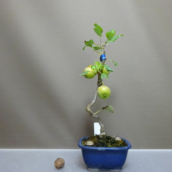 盆栽 姫林檎 姫津軽りんご 樹高 約29cm ひめりんご Malus prunifolia ヒメリンゴ バラ科 リンゴ属 落葉樹 鑑賞用 観賞用 r1204428872