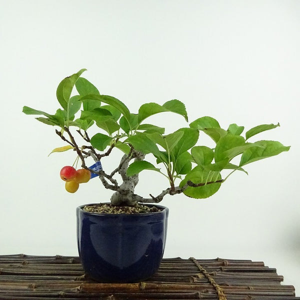 盆栽 冬林檎 樹高 約 16cm りんご Malus prunifolia リンゴ バラ科 リンゴ属 落葉樹 鑑賞用 観賞用 小品 e1204442050