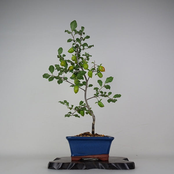 盆栽 老爺柿 富士紅 樹高 約43cm ろうやがき Diospyros rhombifolia ロウヤガキ 実物 雌木 カキノキ科 落葉～半落葉樹 鑑賞用 観賞用 j1204437795