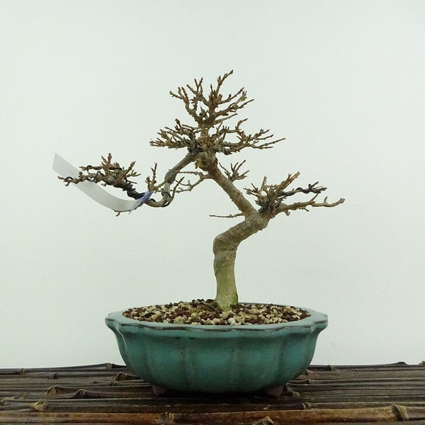 盆栽 楓 樹高 約17cm かえで Acer カエデ 紅葉 カエデ科 落葉樹 鑑賞用 観賞用 小品 c1204438564