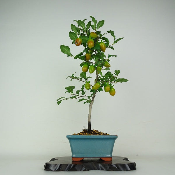 盆栽 老爺柿 富士紅 樹高 約41cm ろうやがき Diospyros rhombifolia ロウヤガキ 実物 雌木 カキノキ科 落葉～半落葉樹 鑑賞用 観賞用 t1204432425