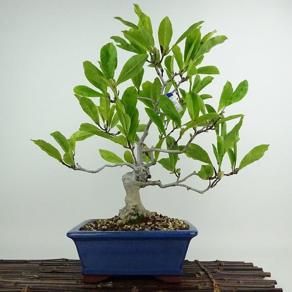 盆栽 姫こぶし 樹高 約33cm ひめこぶし Magnolia tomentosa ヒメコブシ モクレン科 モクレン属 落葉樹 鑑賞用 観賞用 b1204444807