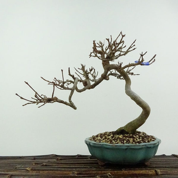 盆栽 楓 樹高 約19cm かえで Acer カエデ 紅葉 カエデ科 落葉樹 鑑賞用 観賞用 小品 h1204449894