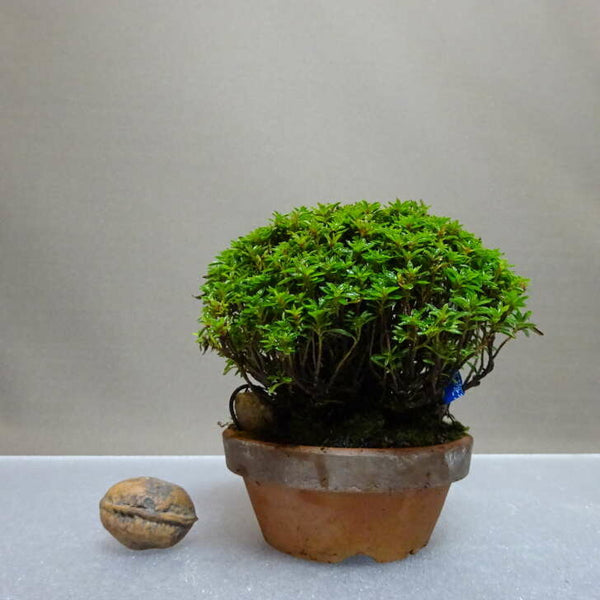 盆栽 皐月 早乙女小町 樹高 約8cm さつき Rhododendron indicum サツキ ツツジ科 常緑樹 鑑賞用 観賞用 小品 w1204434426