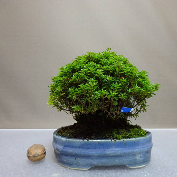 盆栽 皐月 早乙女小町 樹高 約11.5cm さつき Rhododendron indicum サツキ ツツジ科 常緑樹 鑑賞用 観賞用 小品 n1204433773