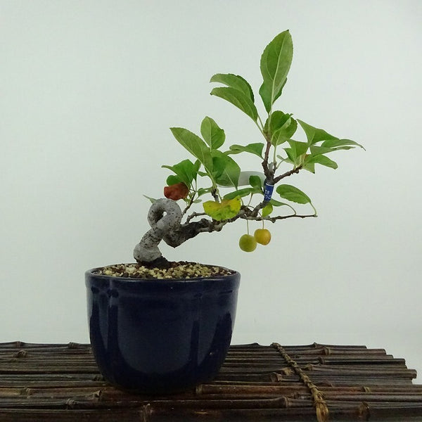 盆栽 冬林檎 樹高 約 19cm りんご Malus prunifolia リンゴ バラ科 リンゴ属 落葉樹 鑑賞用 観賞用 小品 l1204431491