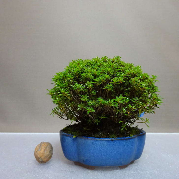 盆栽 皐月 早乙女小町 樹高 約10cm さつき Rhododendron indicum サツキ ツツジ科 常緑樹 鑑賞用 観賞用 小品 o1204451512