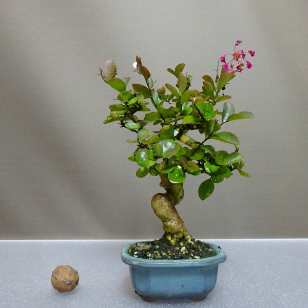 盆栽 百日紅 樹高 約20cm さるすべり サルスベリ ミソハギ科 サルスベリ属 落葉樹 鑑賞用 観賞用 小品 g1204448867