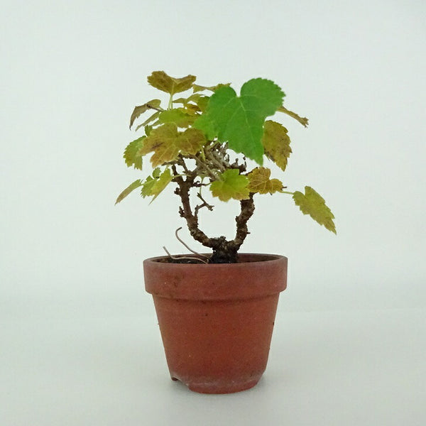 盆栽 桑 樹高 約10～11cm くわ Morus australis クワ クワ科 落葉樹 観賞用 小品 数量物 セレクト v1204467466