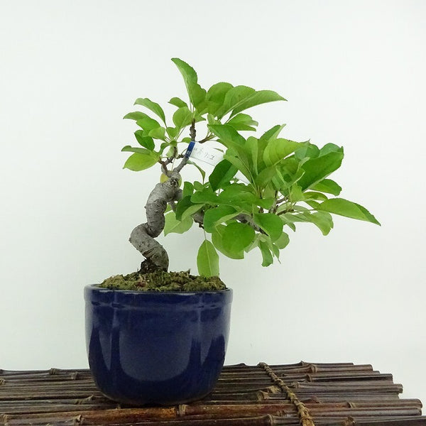 盆栽 冬林檎 樹高 約 20cm りんご Malus prunifolia リンゴ バラ科 リンゴ属 落葉樹 鑑賞用 観賞用 小品 m1204434313