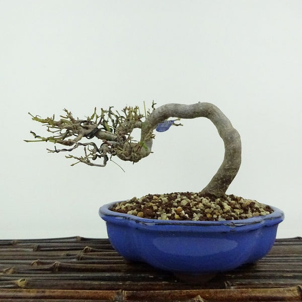 盆栽 紅葉 樹高 約11cm もみじ Acer palmatum モミジ カエデ科 落葉樹 鑑賞用 観賞用 小品 1204422780