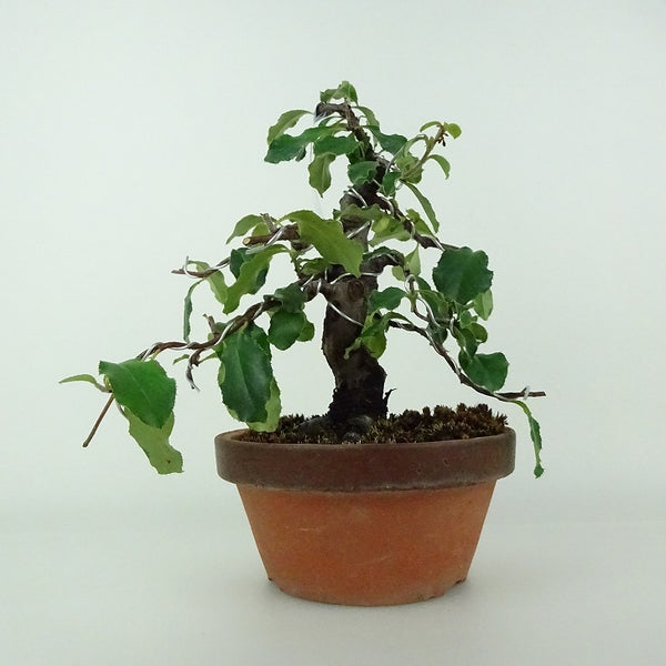 盆栽 花梨 樹高 約18～20cm かりん Pseudocydonia sinensis カリン バラ科 落葉樹 鑑賞用 観賞用 小品 数量物 セレクト s1204442761